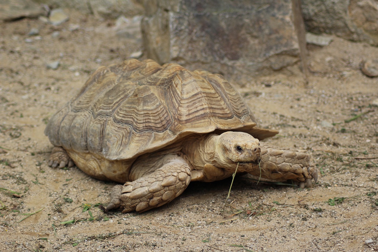 Image - turtle animal zoo turtles zoo deep