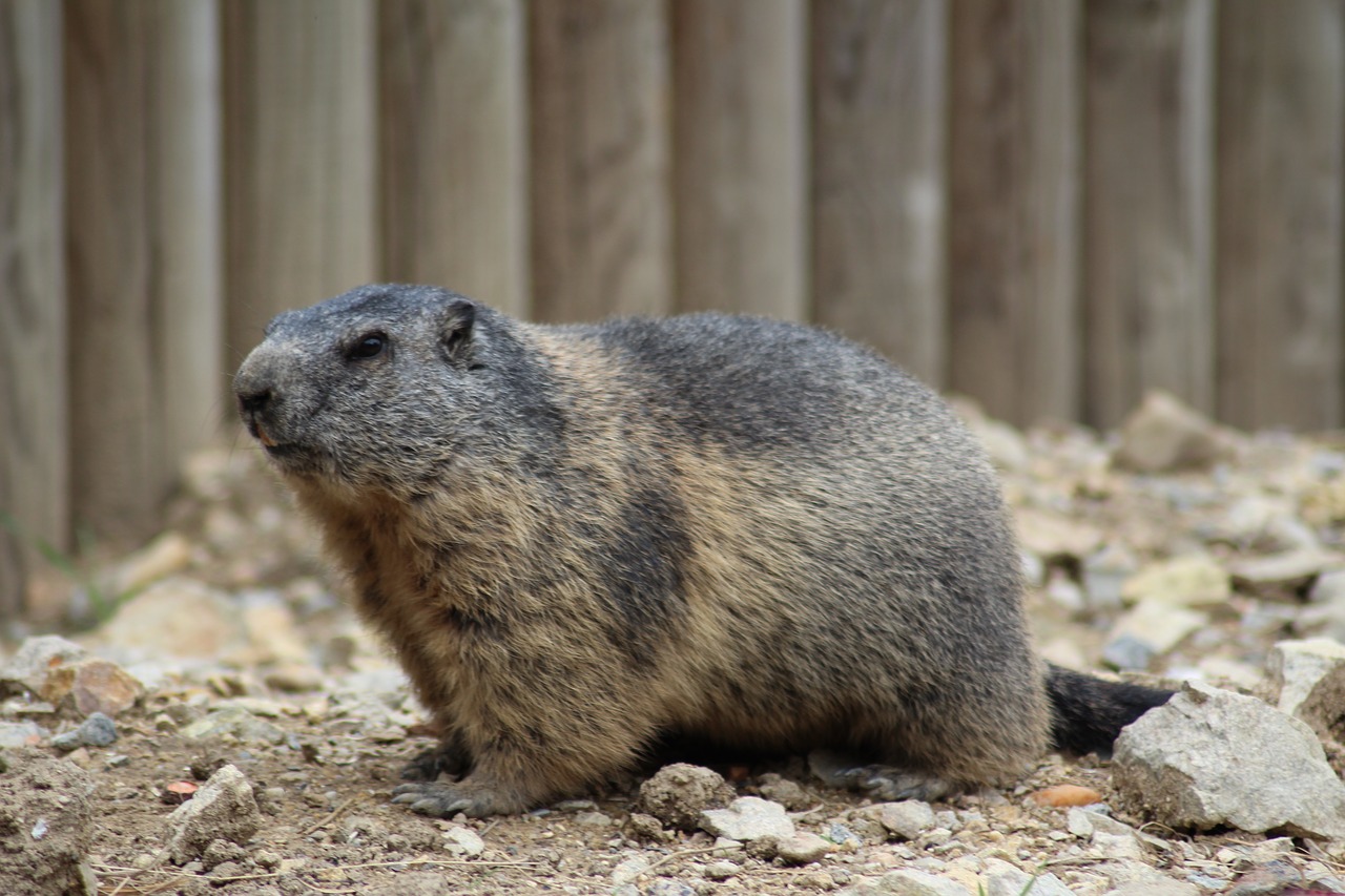 Image - gopher zoo deep zoo animal