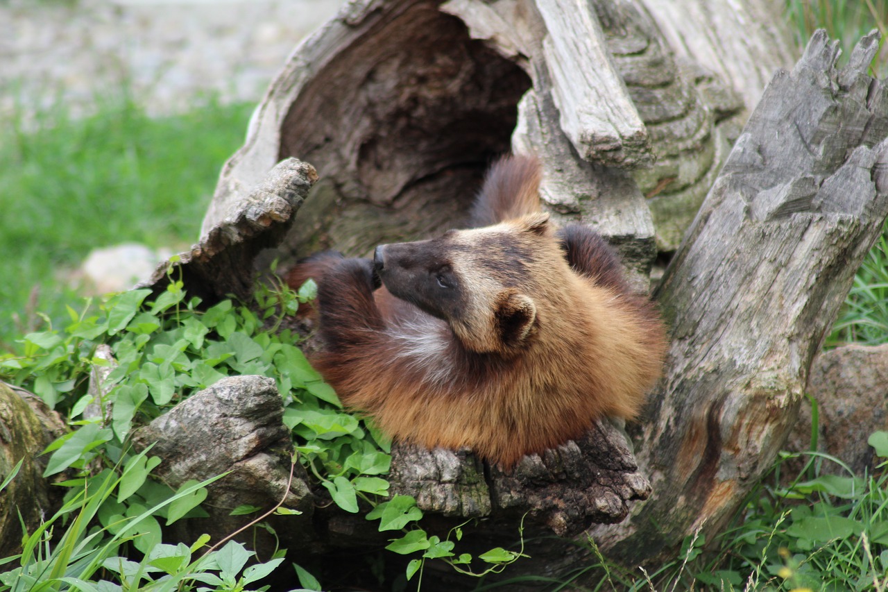 Image - wolverine zoo deep animal zoo