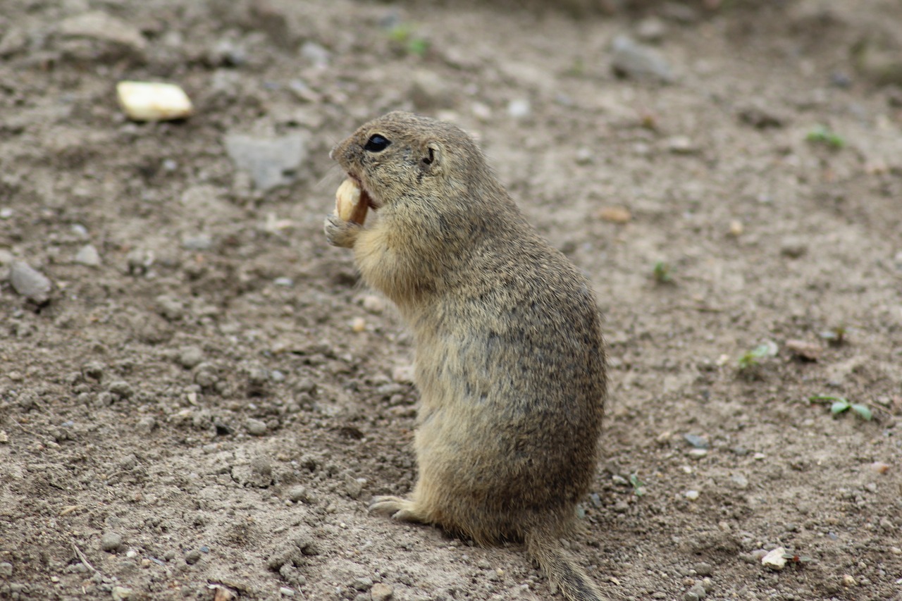 Image - gopher zoo deep zoo enclosure