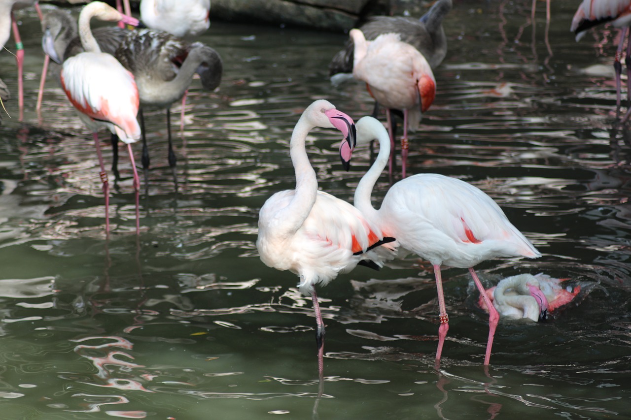 Image - pelican bird zoo deep animal beast