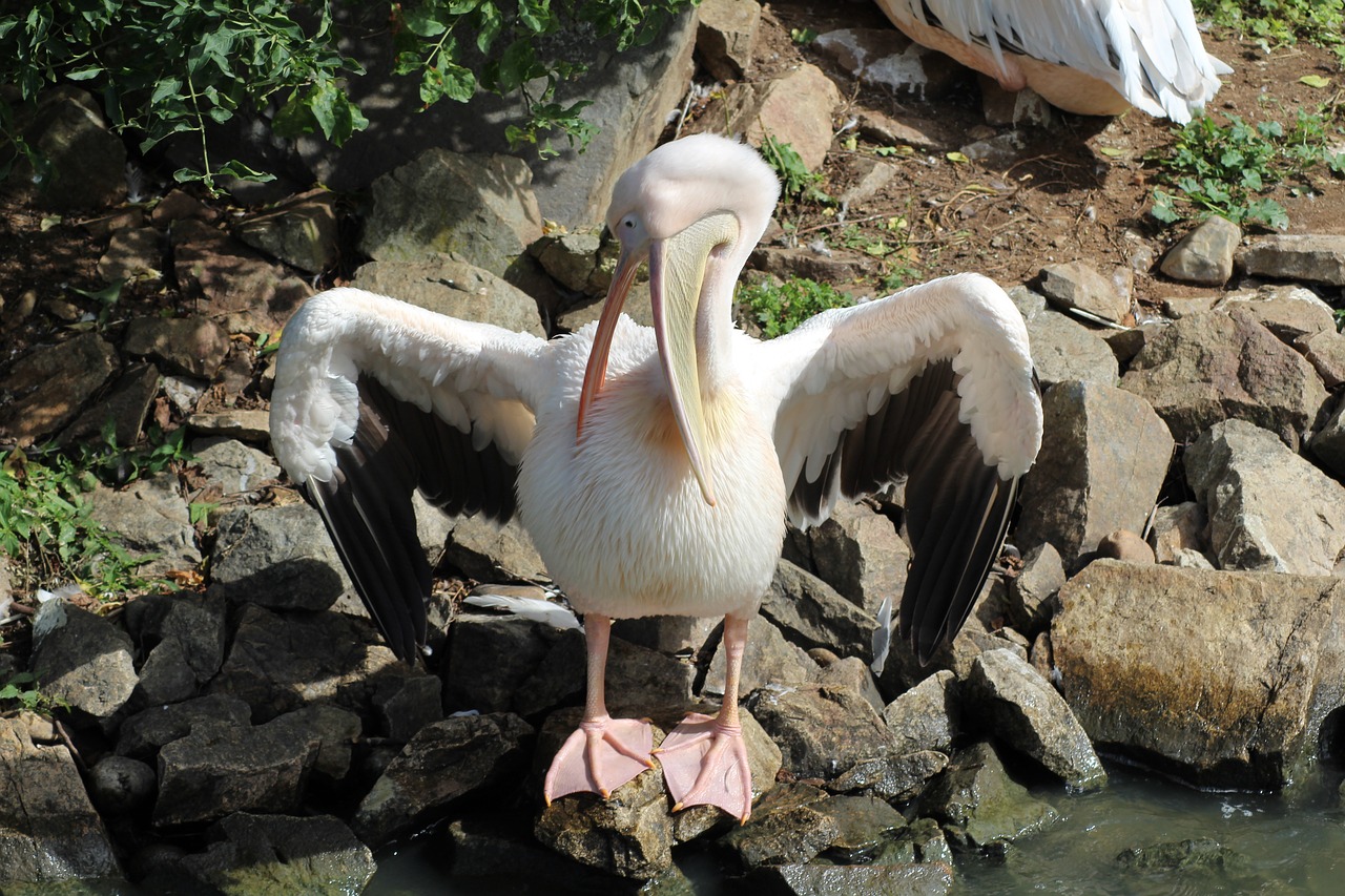 Image - pelican bird zoo deep animal beast