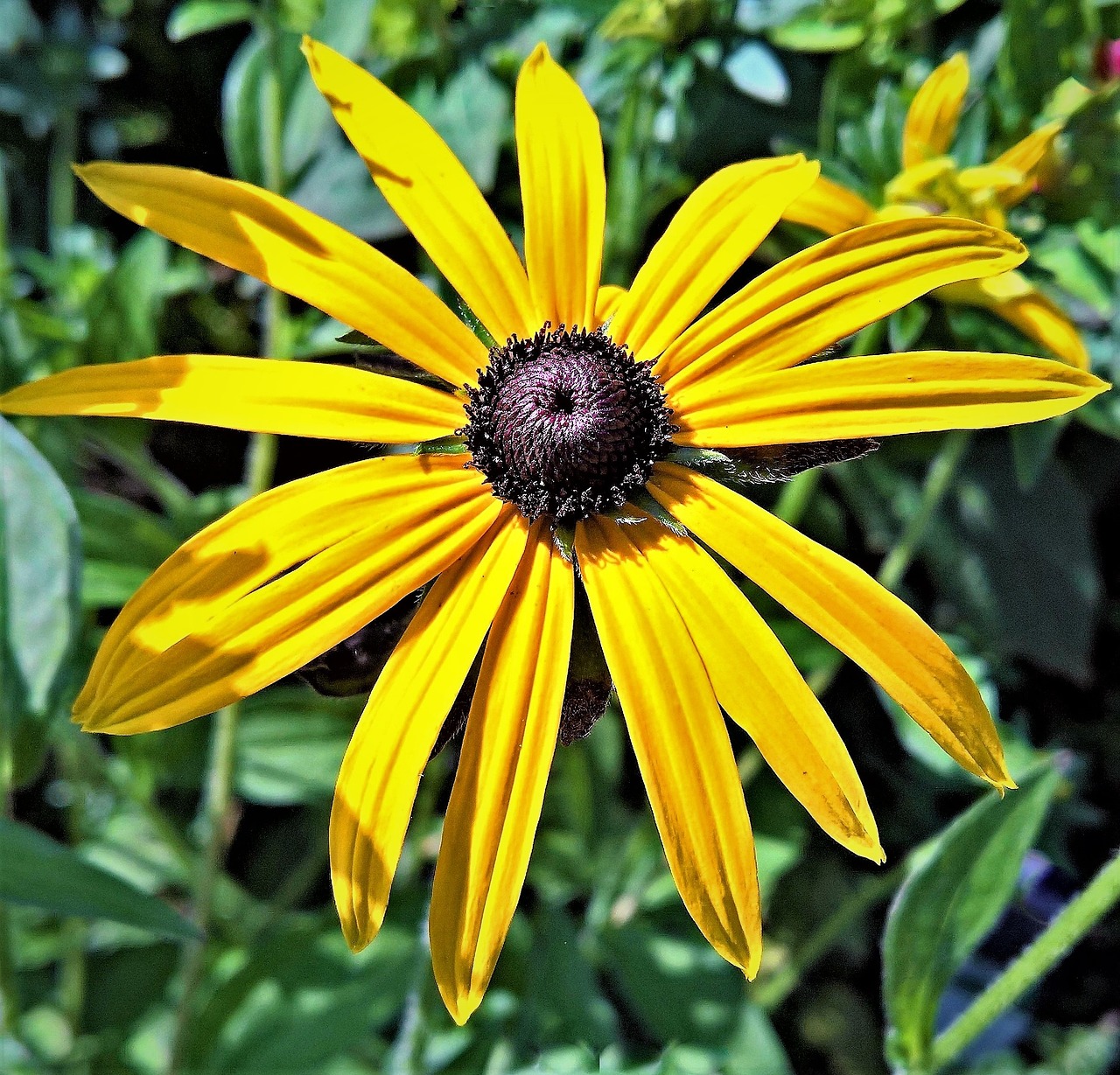 Image - plant sun hat echinacea flower