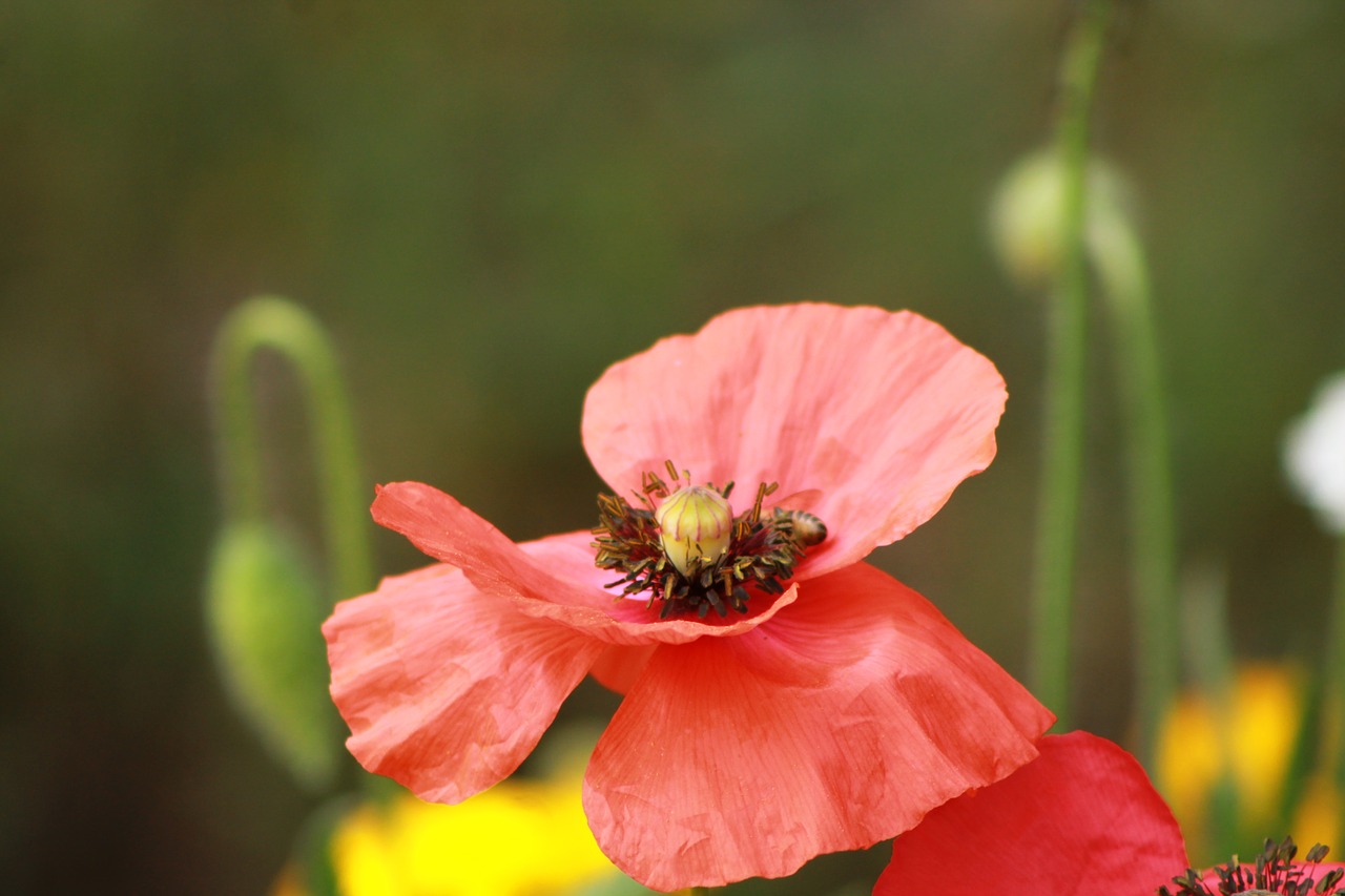 Image - flower red nature floral blossom