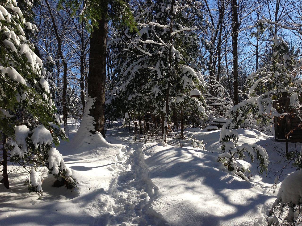 Image - snow forest winter sunny trail