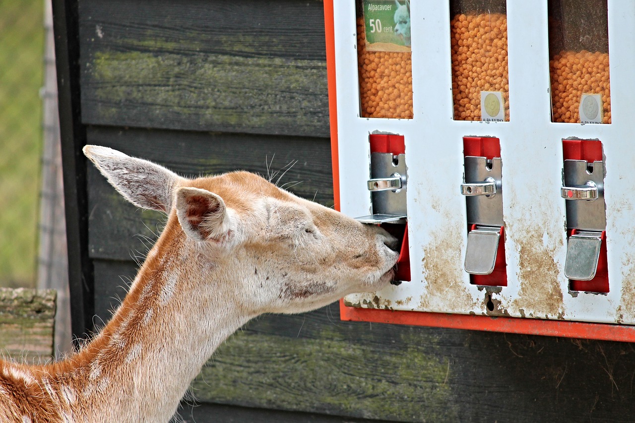 Image - roe deer food self service feed