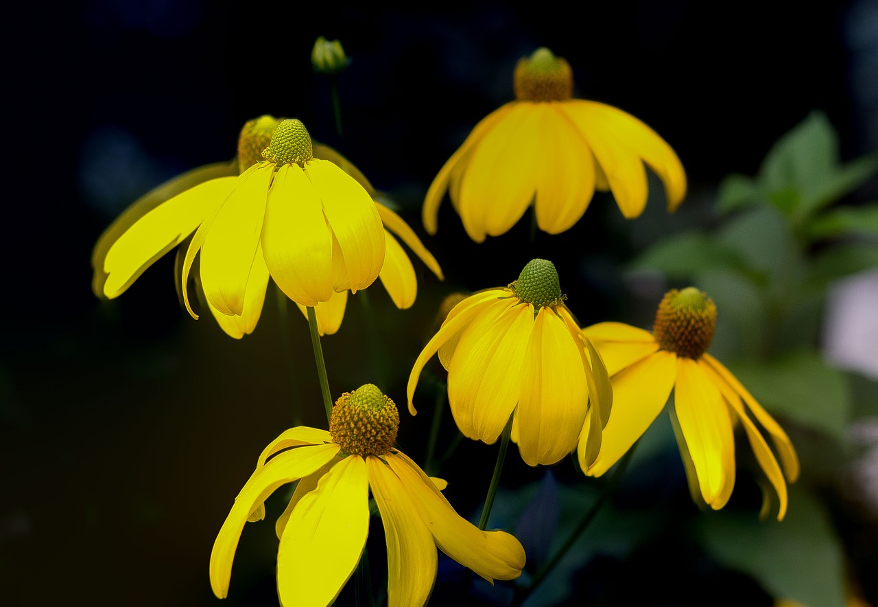 Image - yellow flowers sorrow summer evening