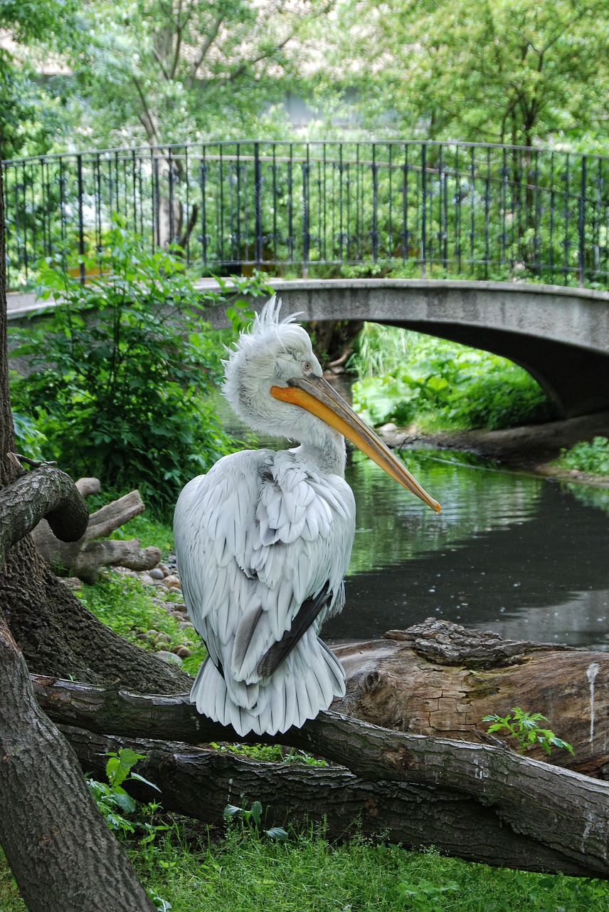 Image - tiergarten schönbrunn pelikan