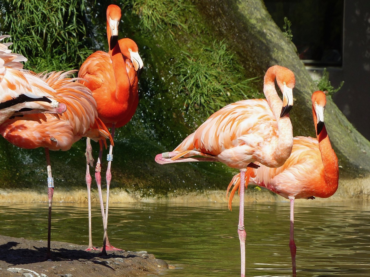 Image - flamingo pink pink flamingo birds