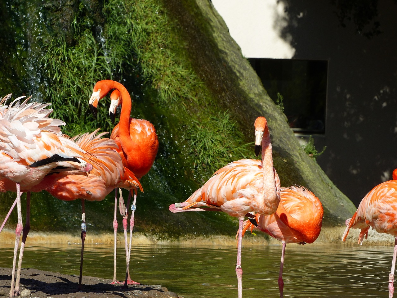 Image - flamingo pink pink flamingo birds