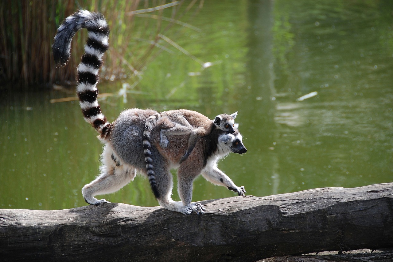 Image - tiergarten schönbrunn