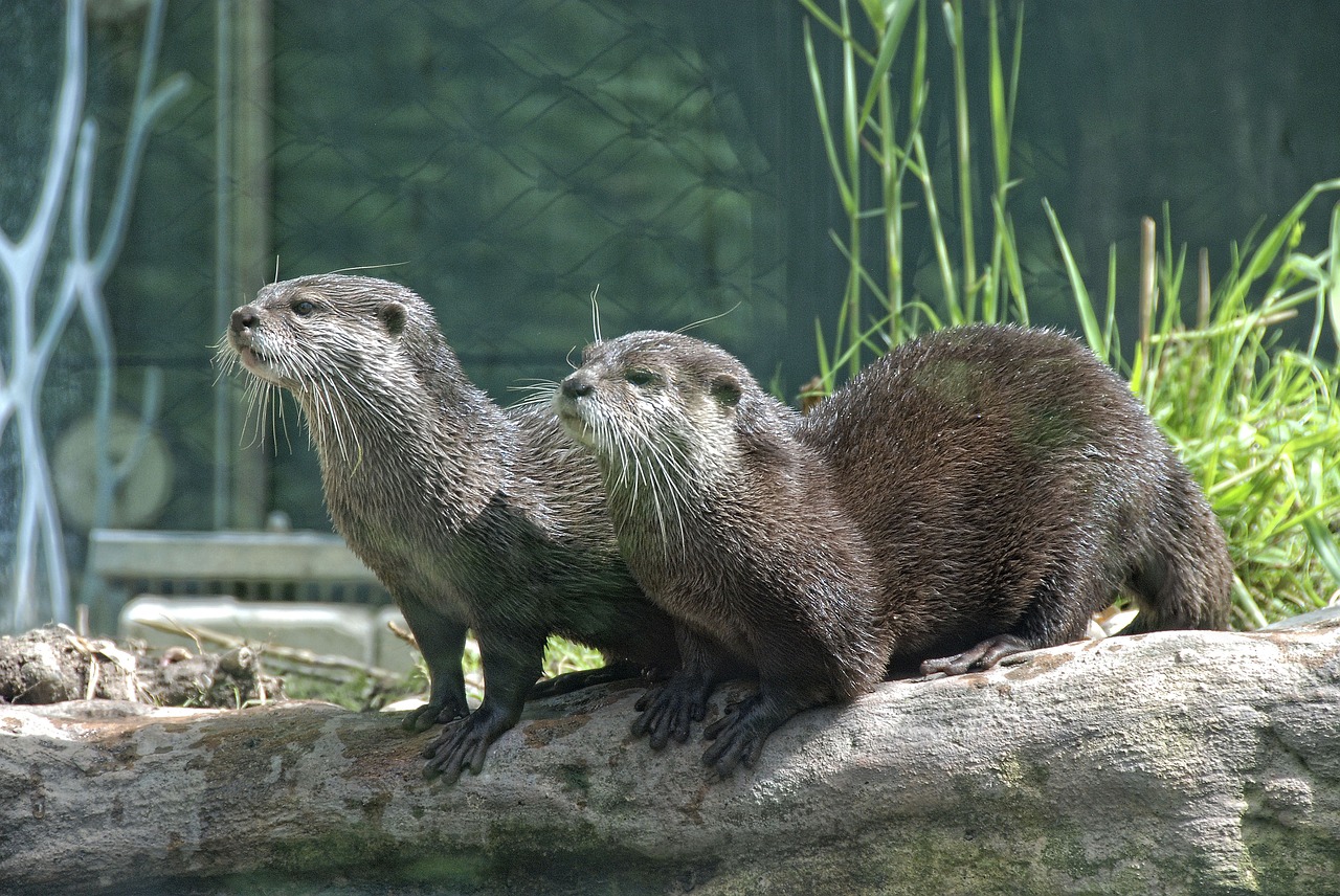 Image - zoo tiergarten schönbrunn