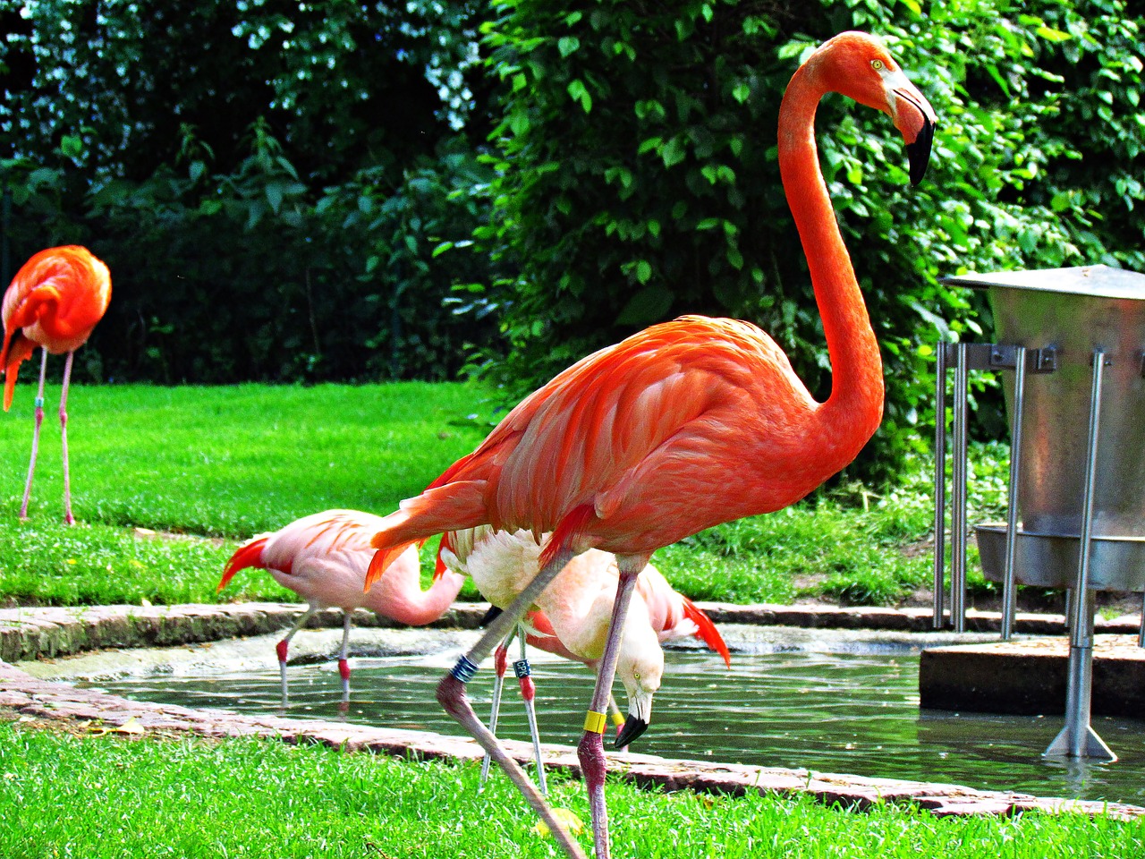 Image - flaming bird zoo nature