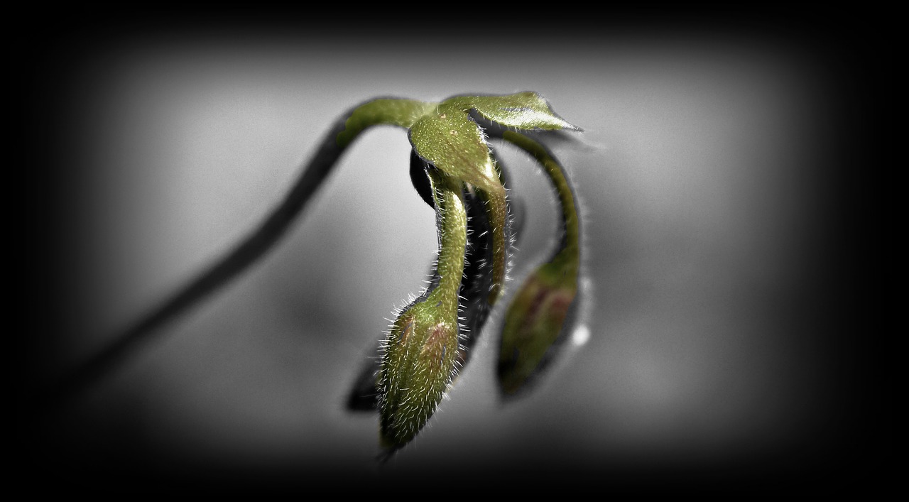 Image - macro indus origin flower buds