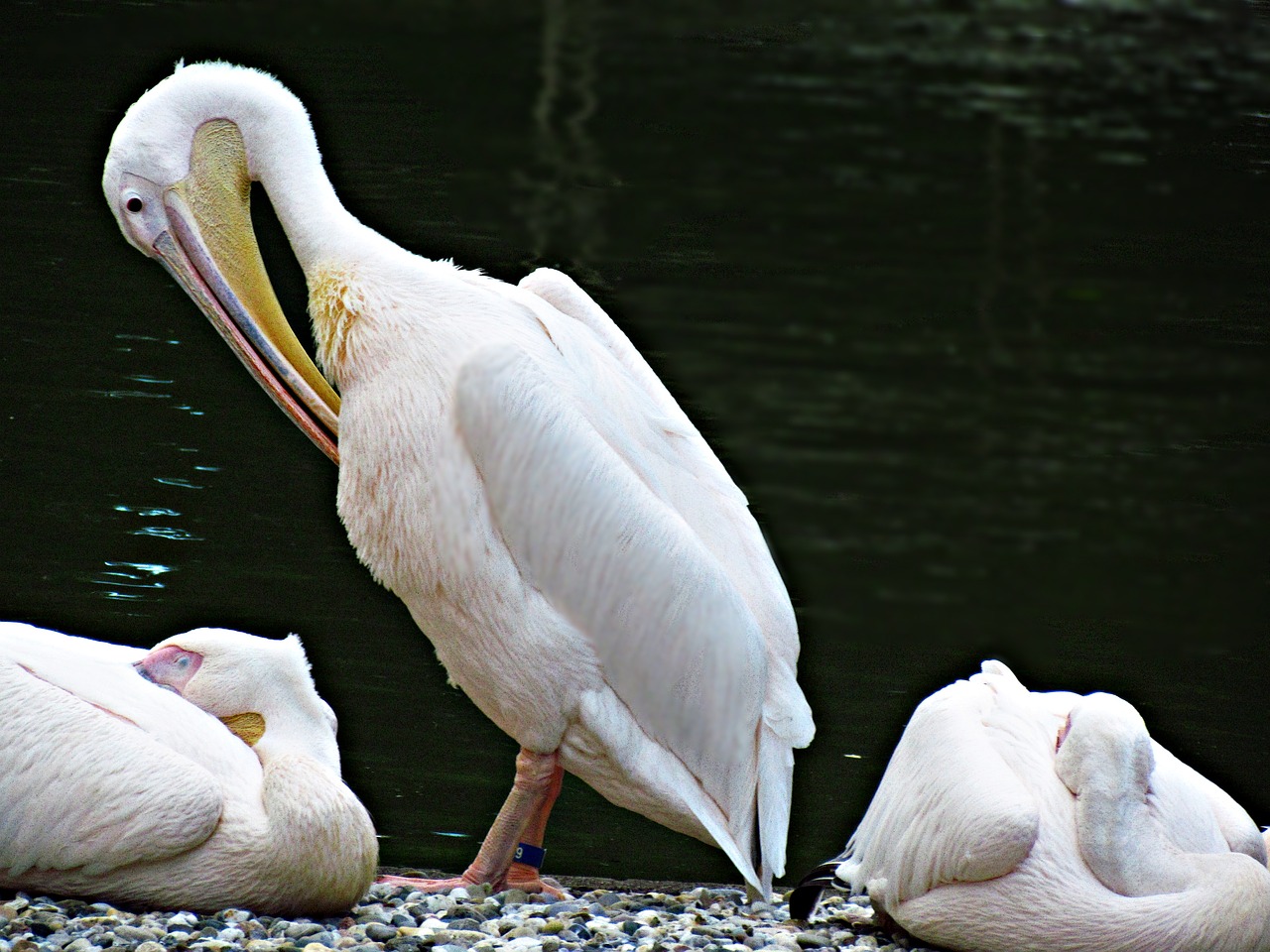 Image - pelikan bird zoo water nature