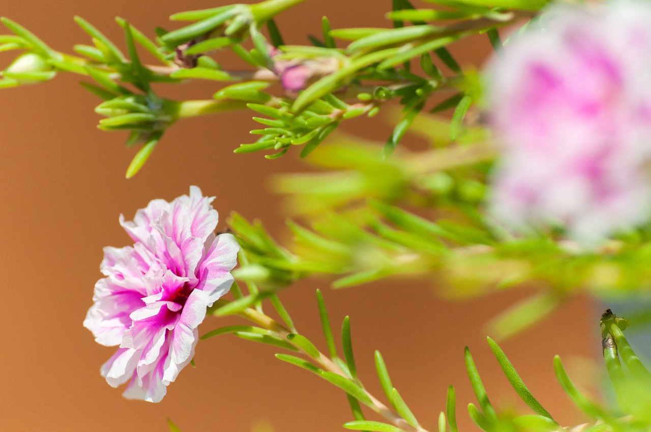 Image - flowers tomorrow dawn nature plant