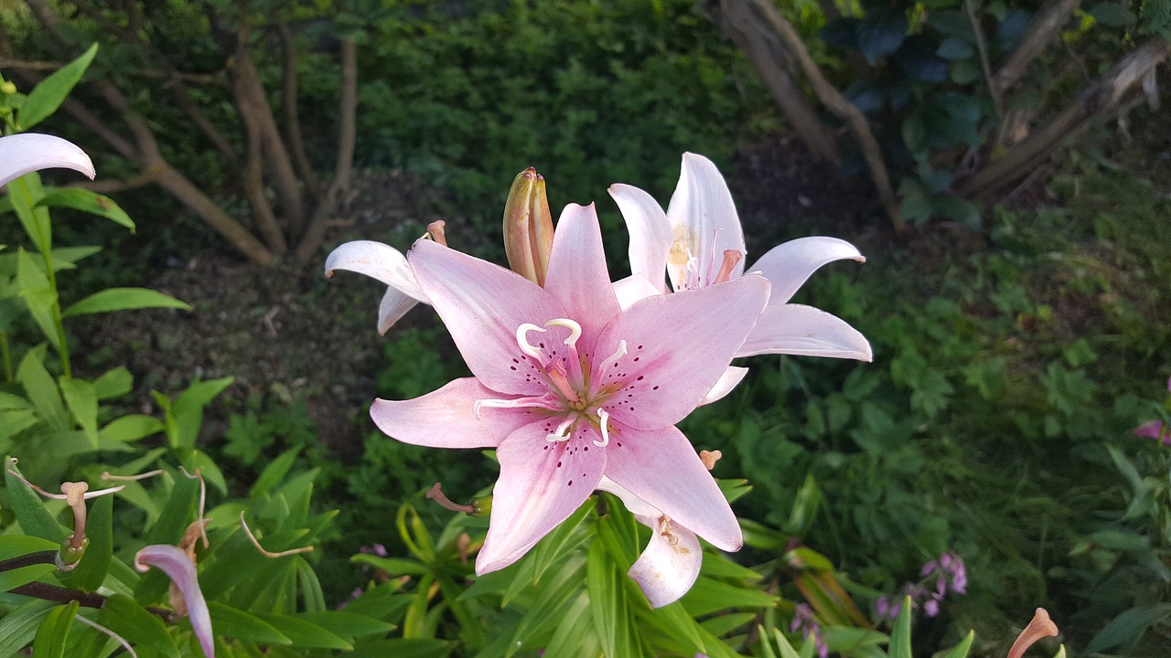 Image - flowers lily pink beautiful flower