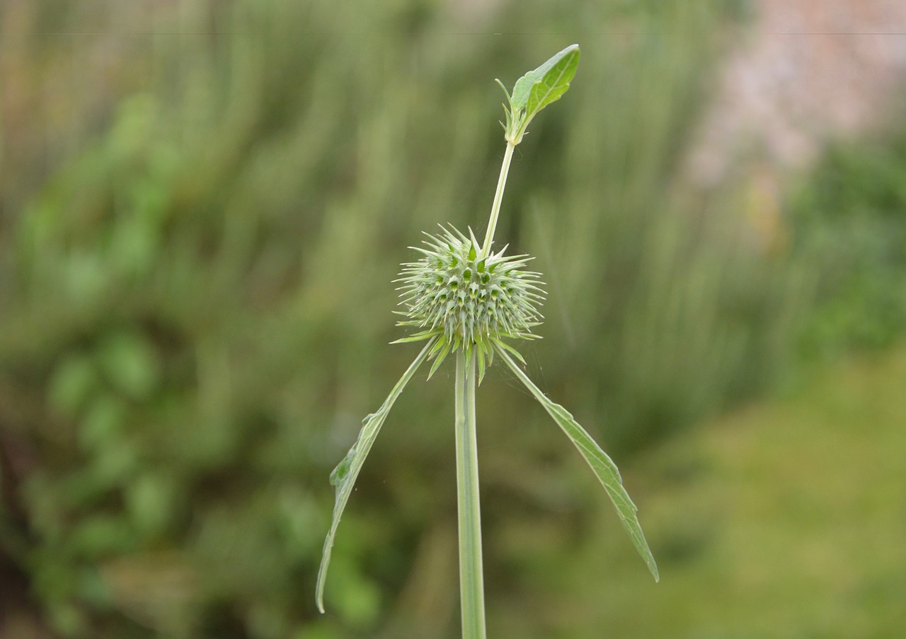 Image - flower pompom button green nature