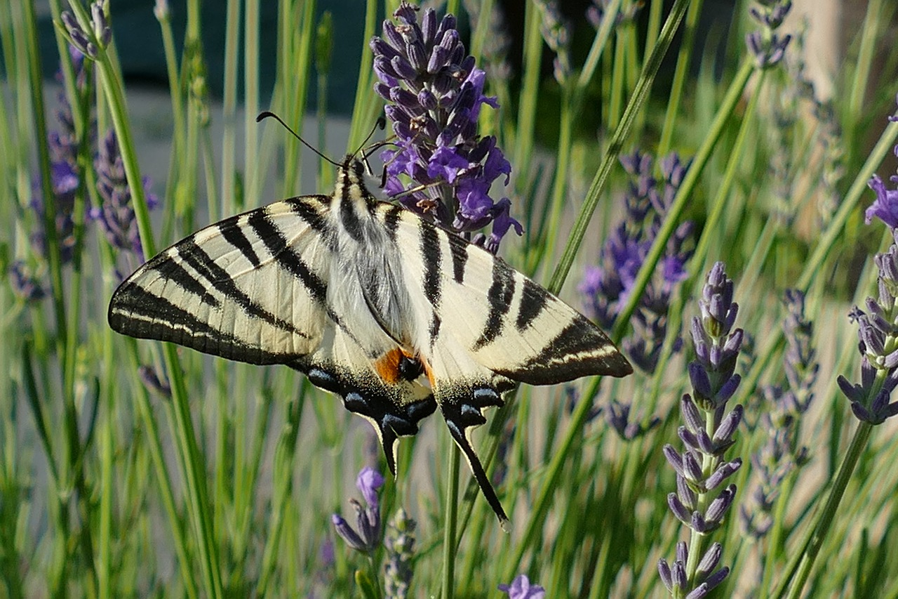 Image - butterfly bug macaon
