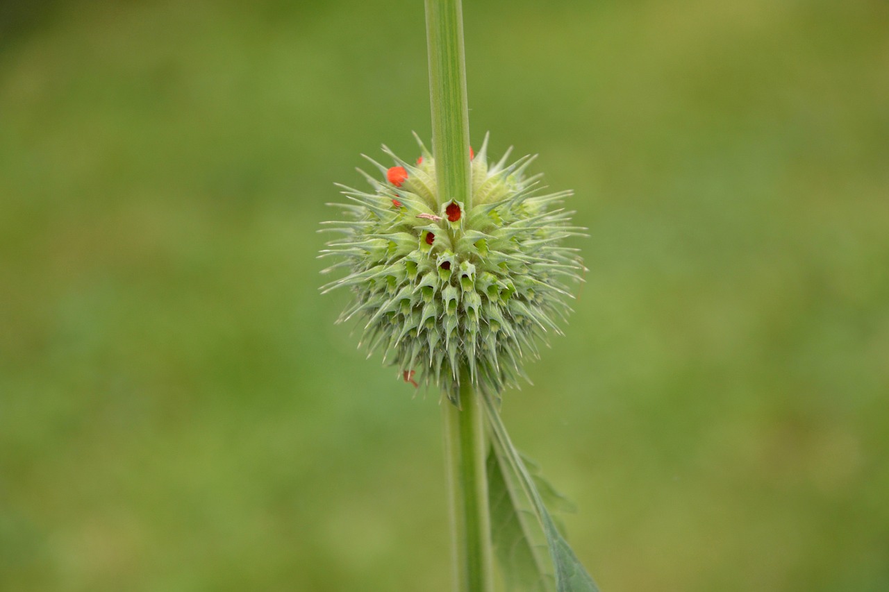 Image - pompom flower green red garden