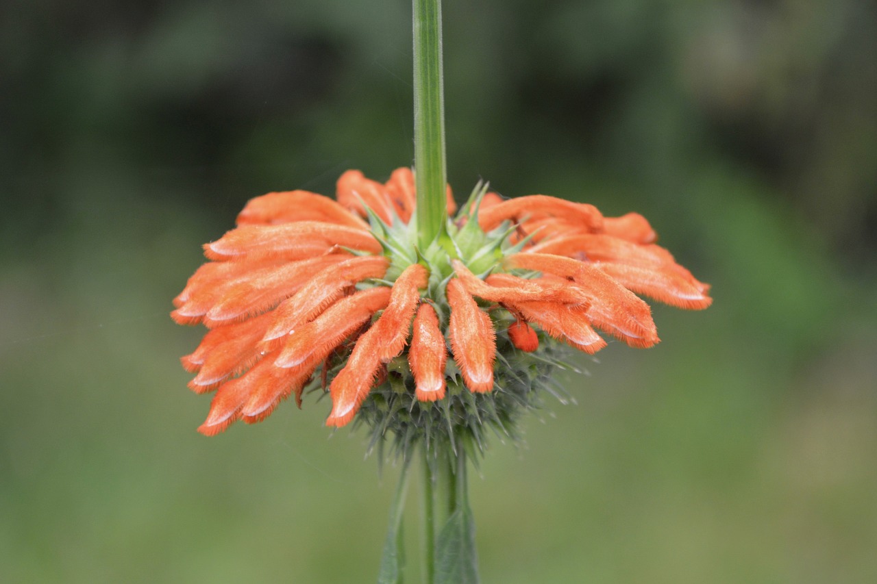 Image - flower pompom flower orange nature