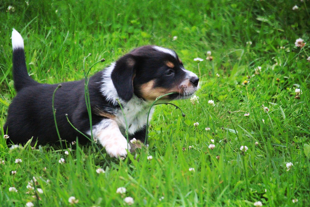 Image - puppy doggy grass pet snout