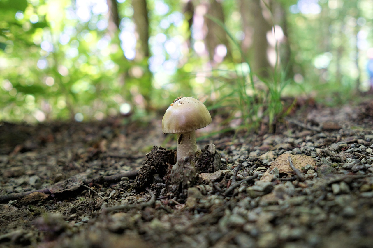 Image - mushroom forest nature