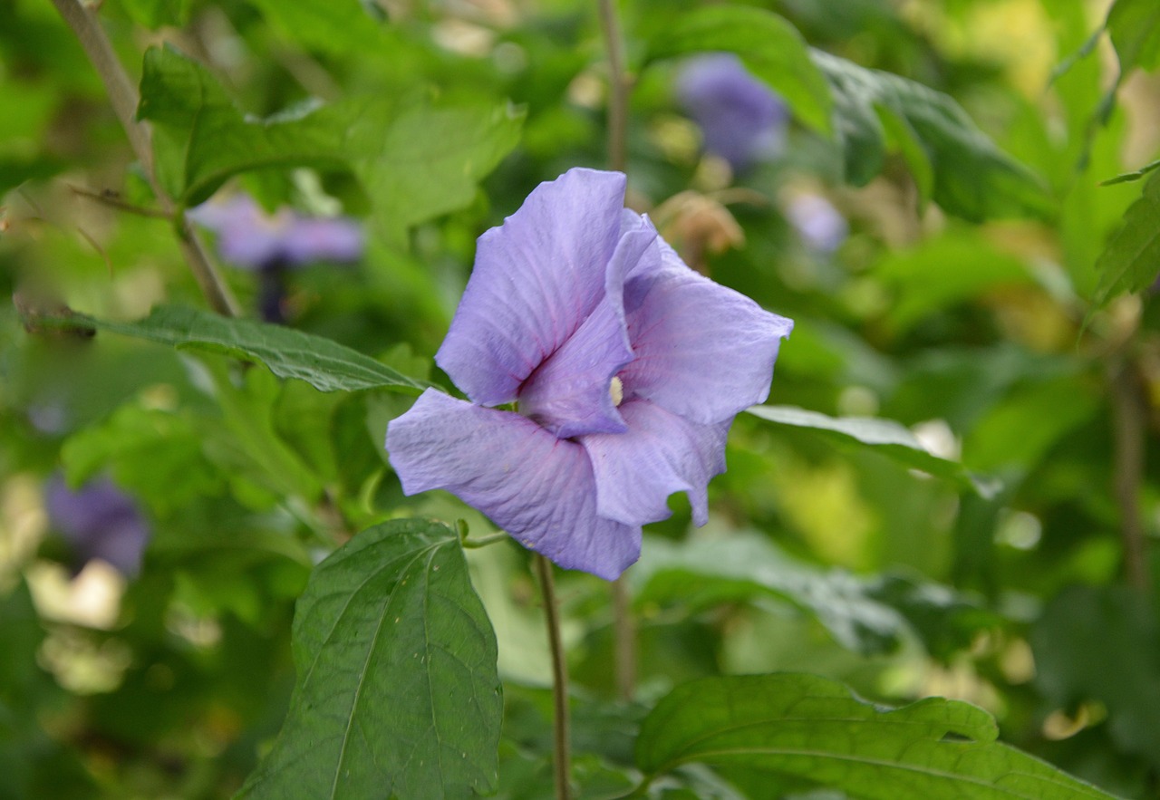 Image - flower button hibiscus violet