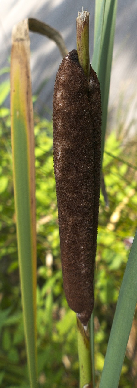 Image - cattail waters aquatic plant