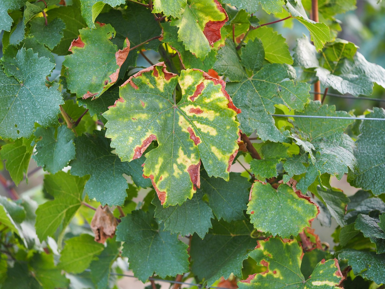 Image - leaf autumn vine wine vineyard