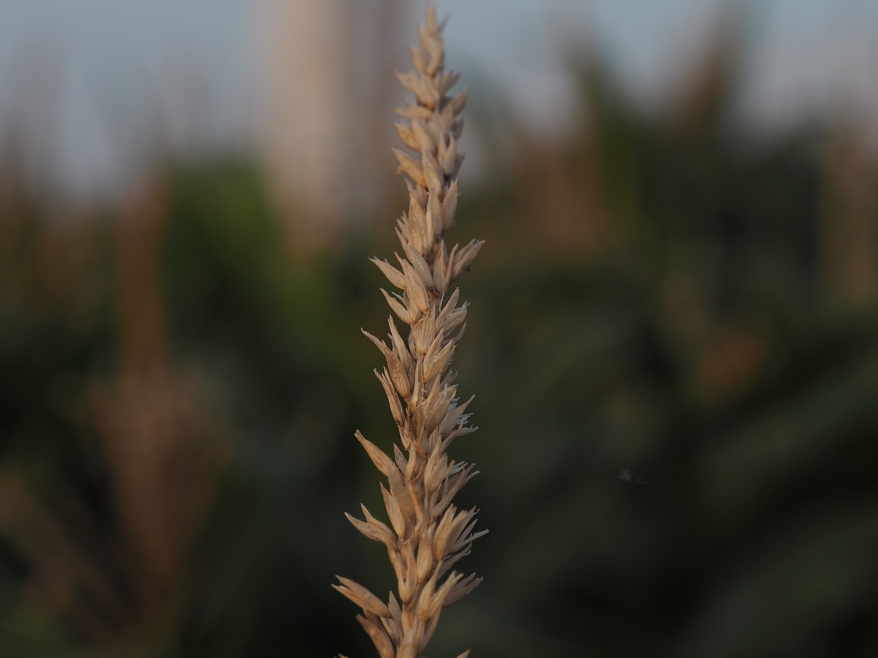 Image - ear cornstalk cereals nature