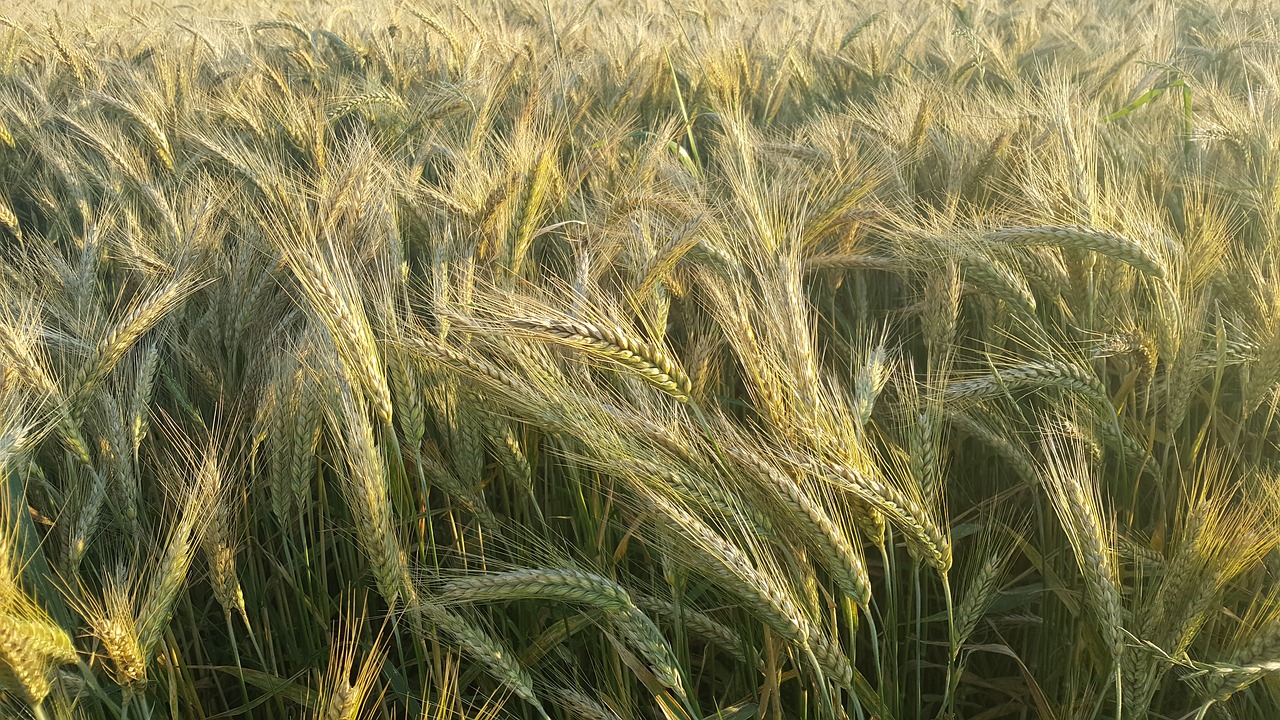 Image - corn summer harvest field nature