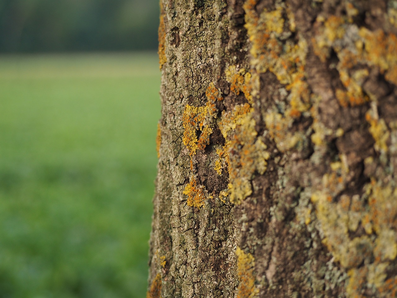 Image - tree bark moss log nature