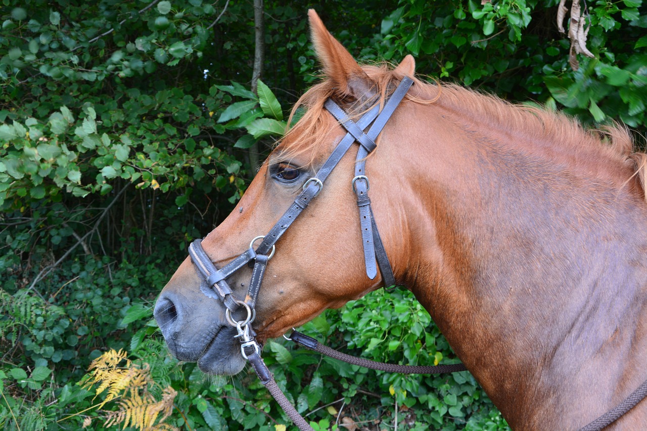 Image - horse head net side pull profile