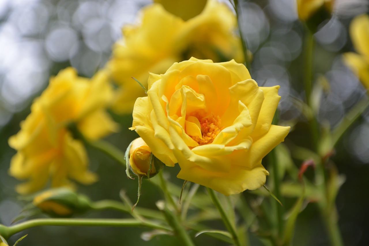 Image - yellow rose shrub garden plant