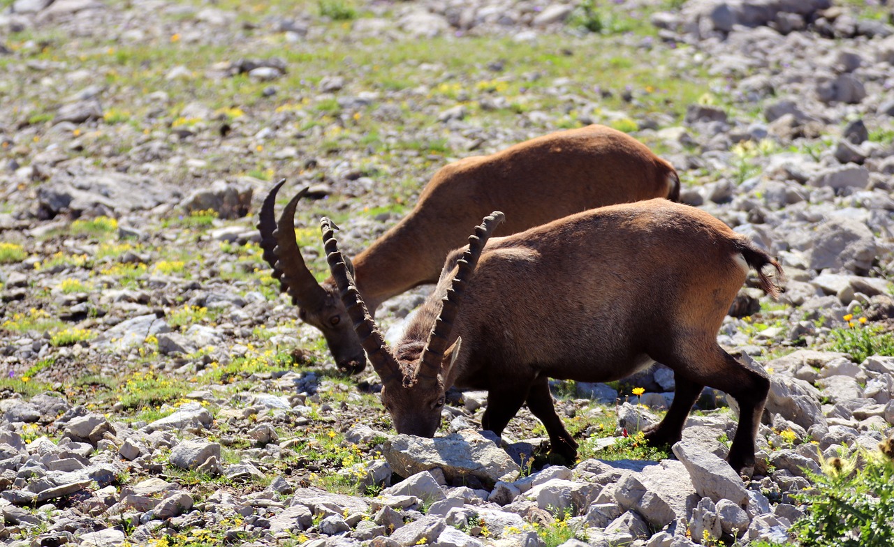 Image - ibex allgäu alpine mountains