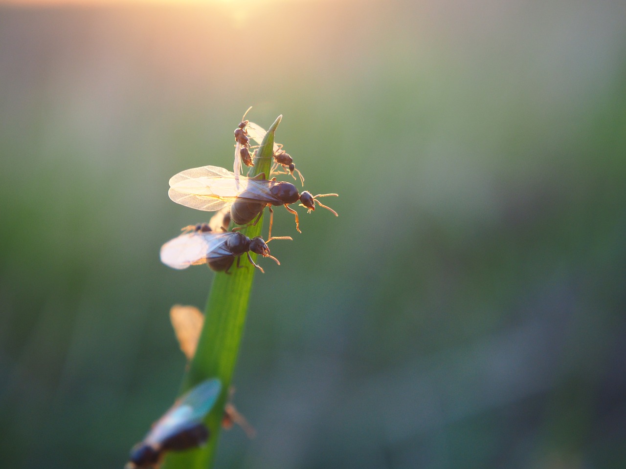 Image - ant flying ant ants insect nature