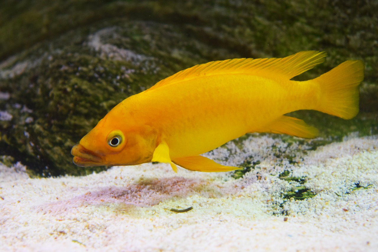 Image - fish yellow sea landscape sunset