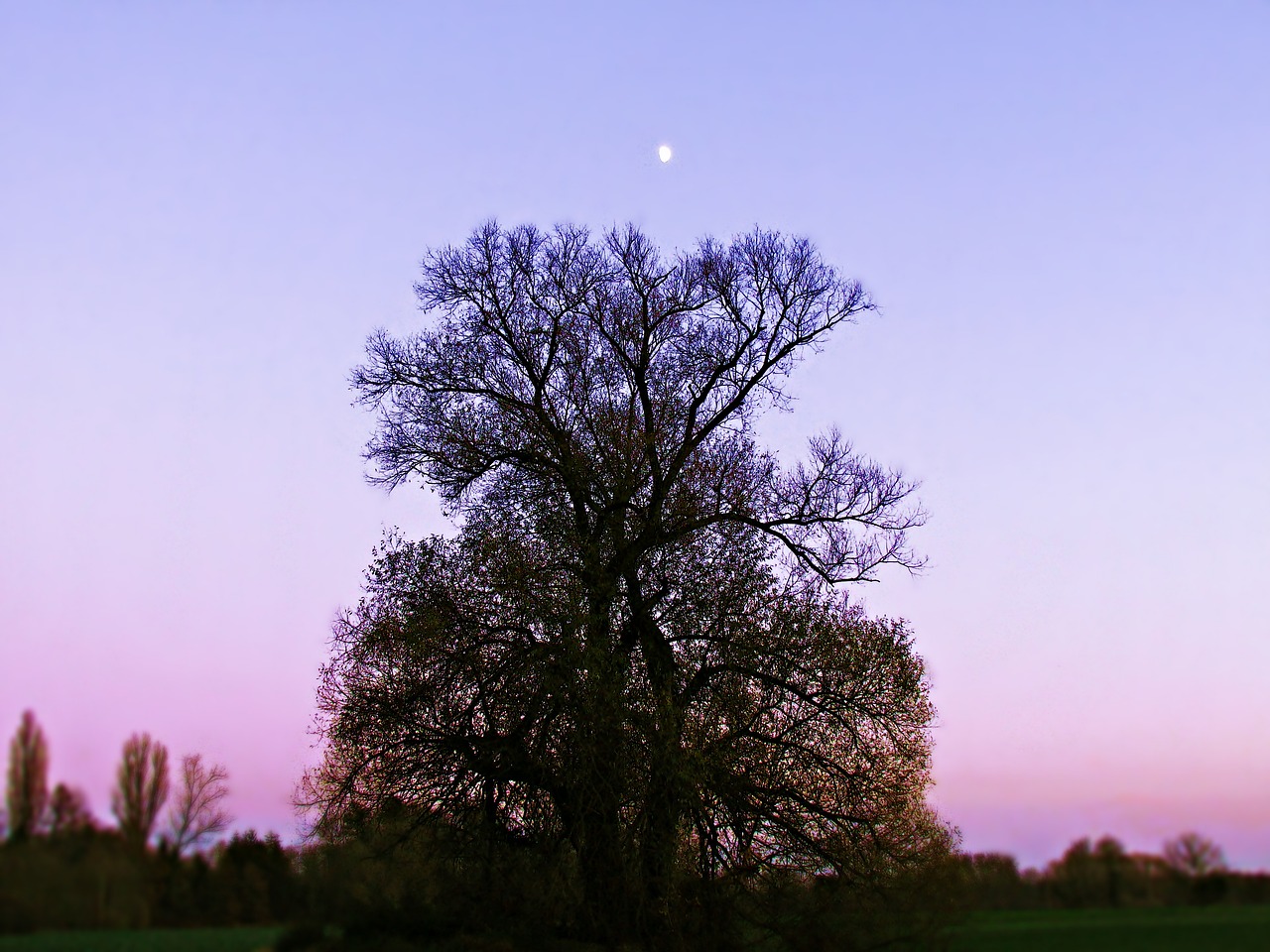 Image - tree lonely colors evening