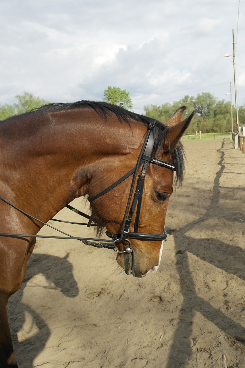 Image - horse sportló horse riding