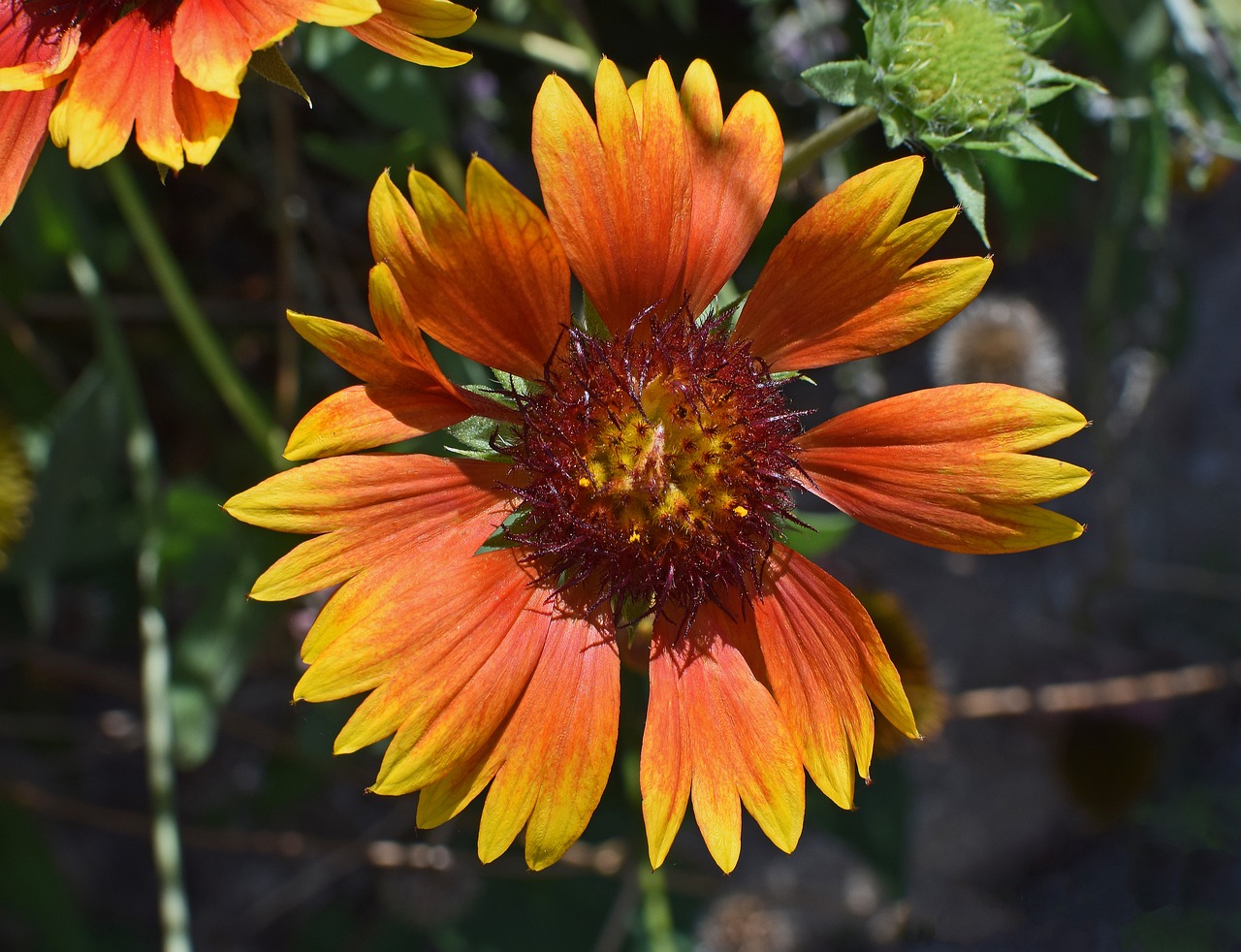 Image - coreopsis flower blossom bloom