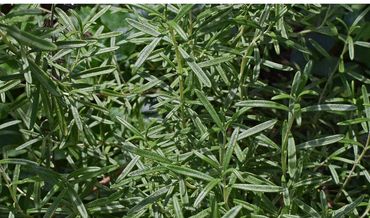 Image - rosemary herb plant culinary