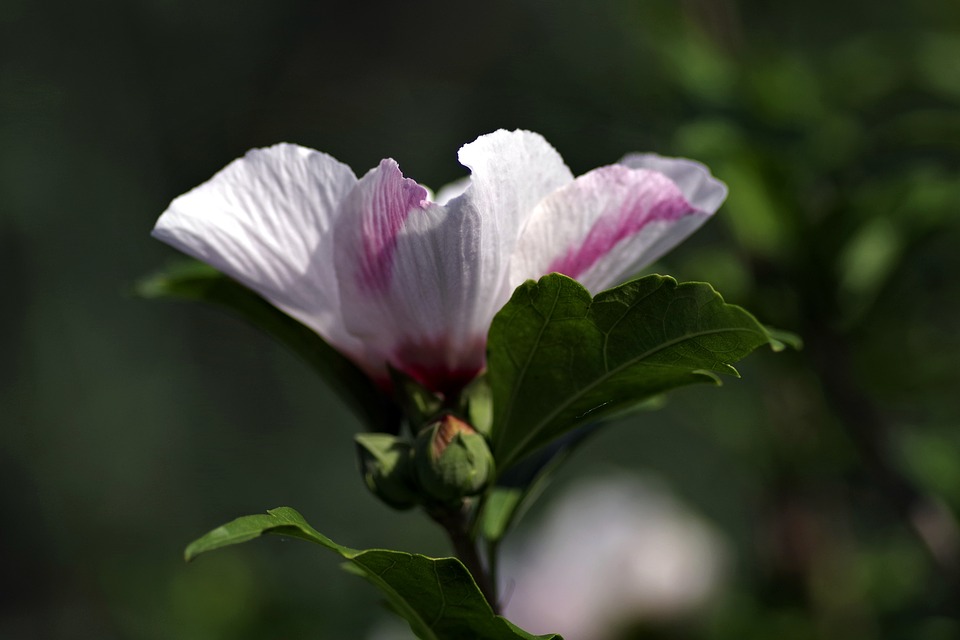 Image - flower cup pink garden nature