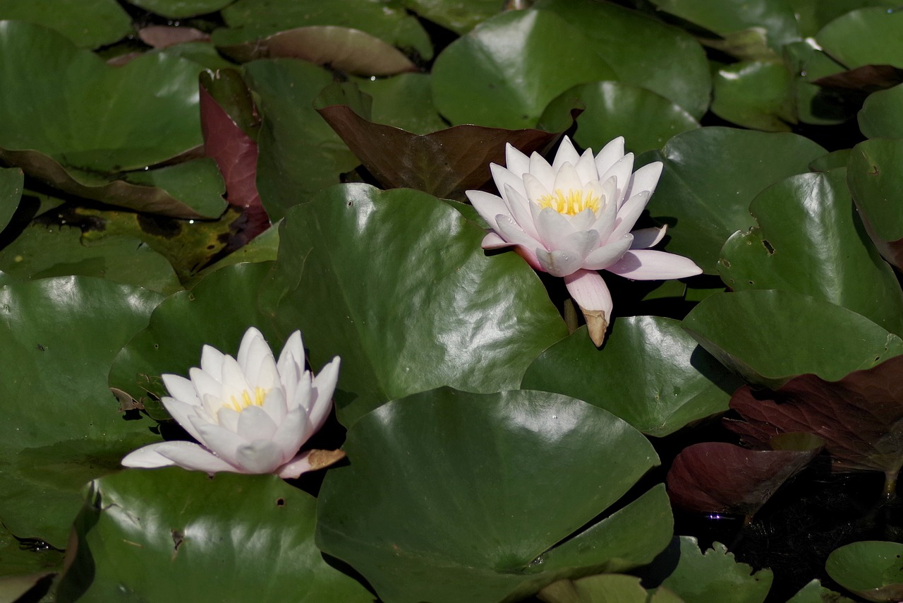 Image - water lilies flower lily