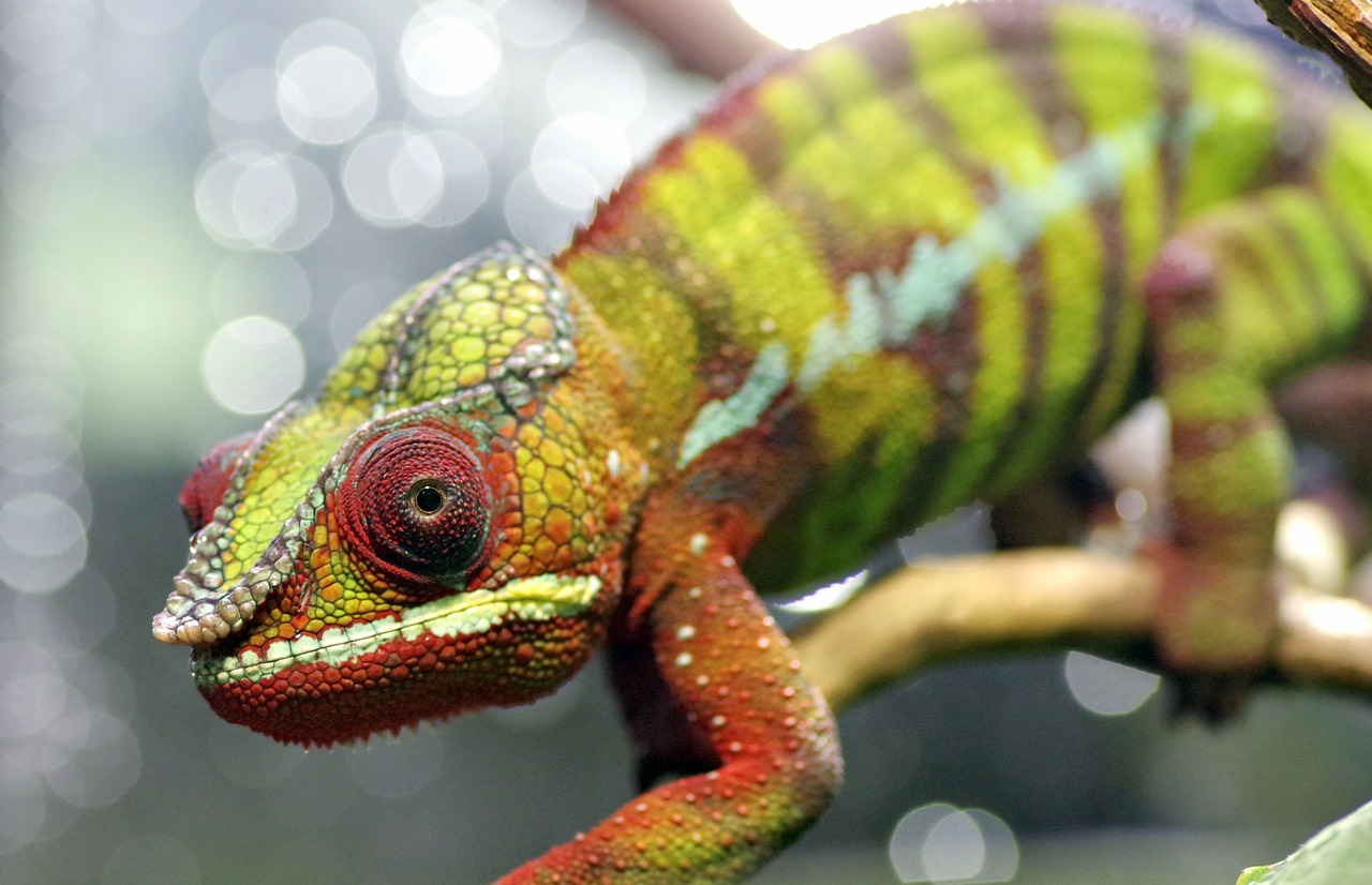 Image - chameleon gad the lizard eye