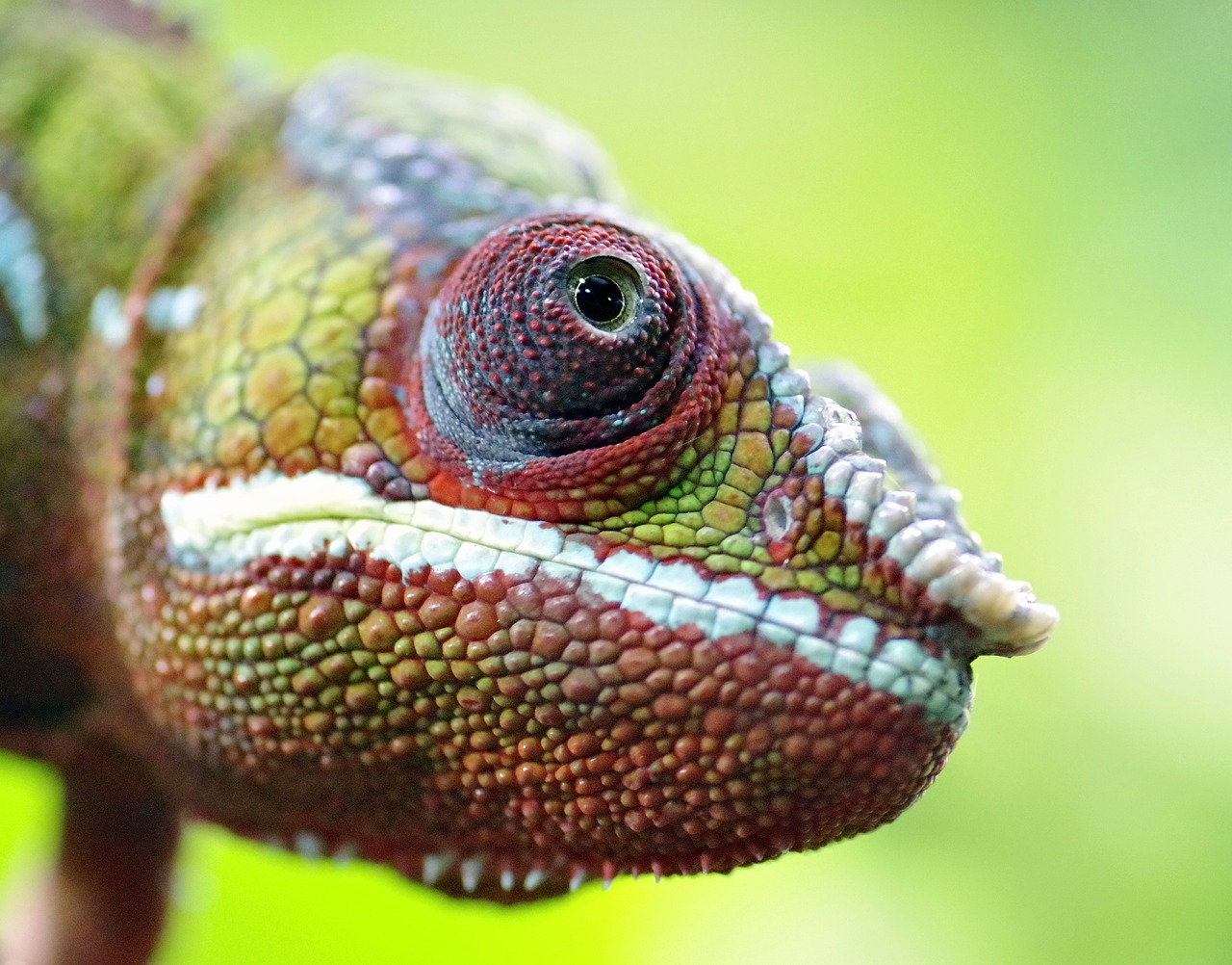 Image - chameleon gad the lizard eye