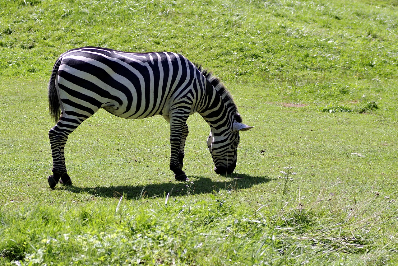 Image - zebra single mammal animal grazing