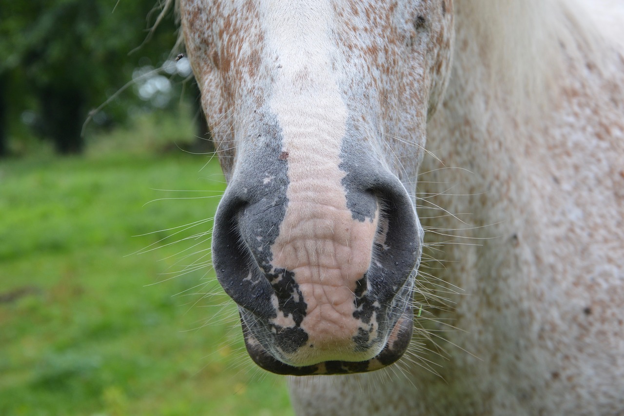 Image - horse nostrils snout equine