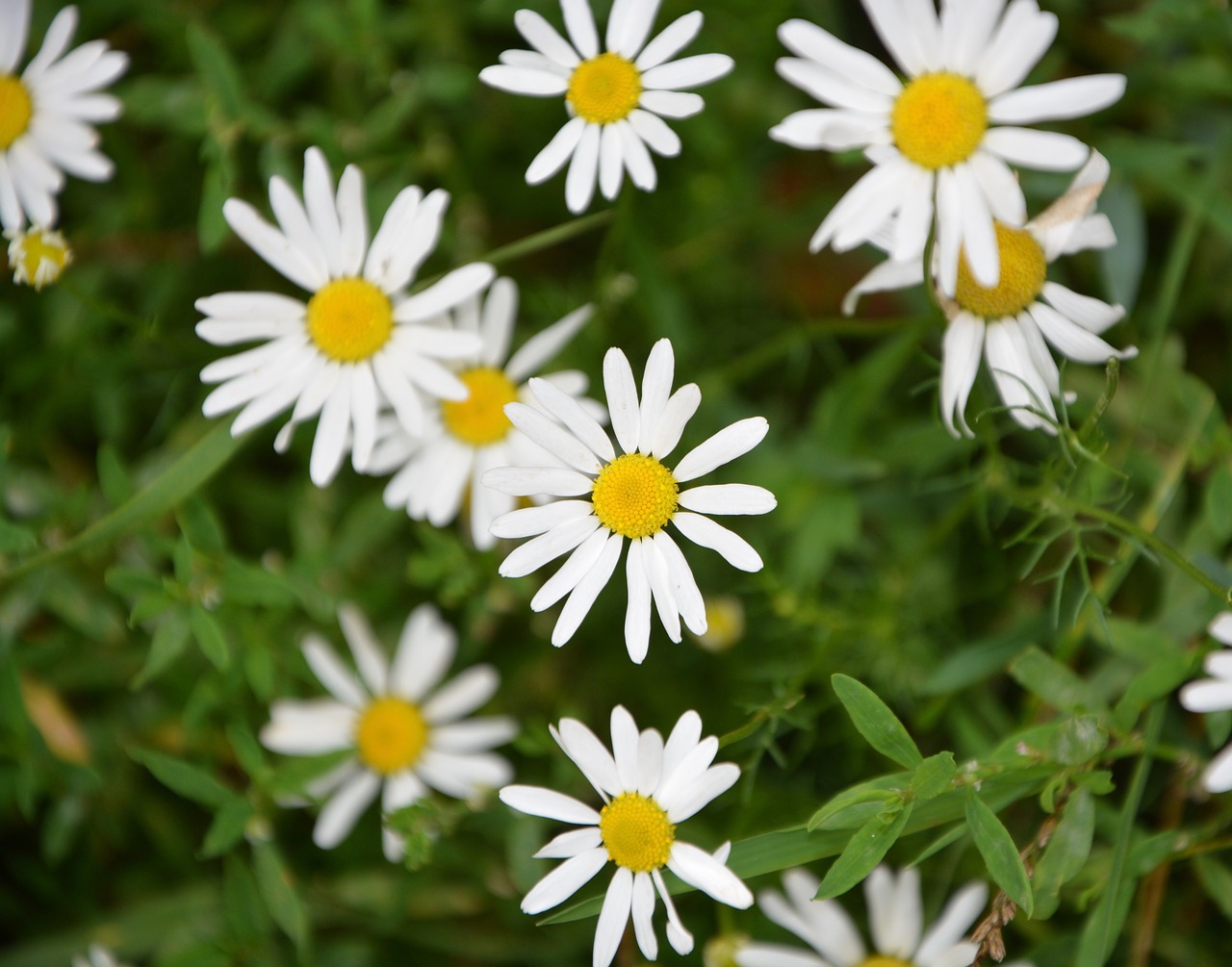 Image - marguerite flowers wild spring