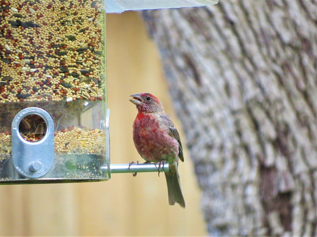 Image - bird colorful wildlife bird feeder